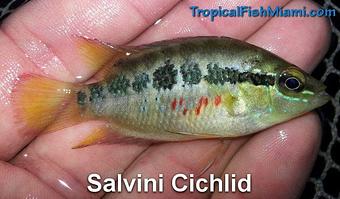 Product - Neighborhood Fish Farm in Westchester / Horse Country - Miami, FL Pet Care Services Product - Neighborhood Fish Farm in Westchester / Horse Country - Miami, FL Pet Care Services