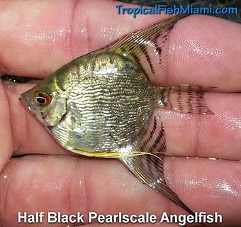 Product - Neighborhood Fish Farm in Westchester / Horse Country - Miami, FL Pet Care Services Product - Neighborhood Fish Farm in Westchester / Horse Country - Miami, FL Pet Care Services