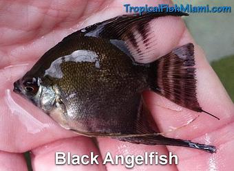 Product - Neighborhood Fish Farm in Westchester / Horse Country - Miami, FL Pet Care Services Product - Neighborhood Fish Farm in Westchester / Horse Country - Miami, FL Pet Care Services