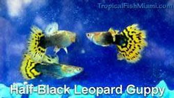 Product - Neighborhood Fish Farm in Westchester / Horse Country - Miami, FL Pet Care Services Product - Neighborhood Fish Farm in Westchester / Horse Country - Miami, FL Pet Care Services