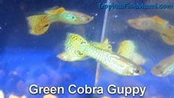 Product - Neighborhood Fish Farm in Westchester / Horse Country - Miami, FL Pet Care Services Product - Neighborhood Fish Farm in Westchester / Horse Country - Miami, FL Pet Care Services