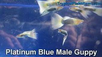 Product - Neighborhood Fish Farm in Westchester / Horse Country - Miami, FL Pet Care Services Product - Neighborhood Fish Farm in Westchester / Horse Country - Miami, FL Pet Care Services