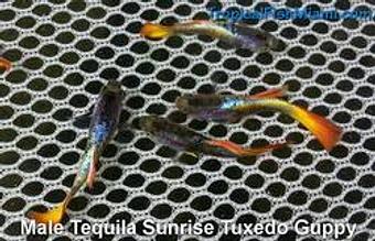 Product - Neighborhood Fish Farm in Westchester / Horse Country - Miami, FL Pet Care Services Product - Neighborhood Fish Farm in Westchester / Horse Country - Miami, FL Pet Care Services