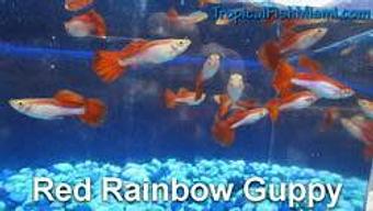 Product - Neighborhood Fish Farm in Westchester / Horse Country - Miami, FL Pet Care Services Product - Neighborhood Fish Farm in Westchester / Horse Country - Miami, FL Pet Care Services