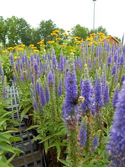 Product - Nolt Nursery in Lebanon, PA Nurseries & Garden Centers