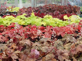 Product - Nolt Nursery in Lebanon, PA Nurseries & Garden Centers