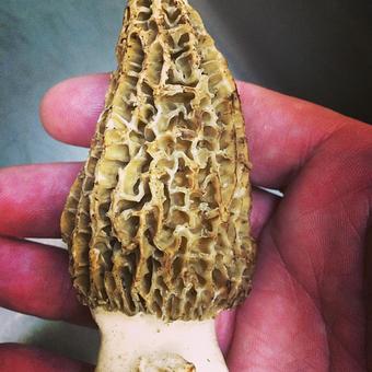 Product - Oakleys Bistro in Greenbriar - Indianapolis, IN American Restaurants