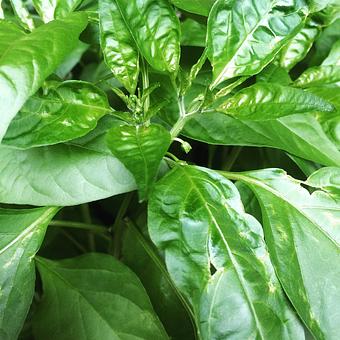 Product - Oakleys Bistro in Greenbriar - Indianapolis, IN American Restaurants