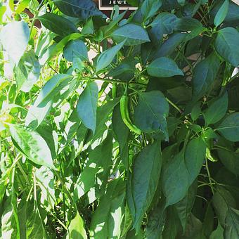 Product - Oakleys Bistro in Greenbriar - Indianapolis, IN American Restaurants