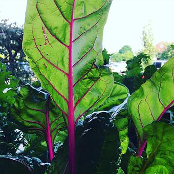 Product - Oakleys Bistro in Greenbriar - Indianapolis, IN American Restaurants