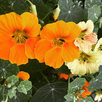 Product - Oakleys Bistro in Greenbriar - Indianapolis, IN American Restaurants