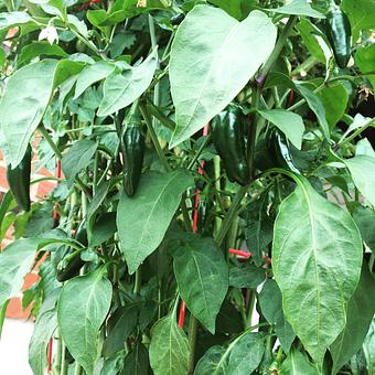 Product - Oakleys Bistro in Greenbriar - Indianapolis, IN American Restaurants