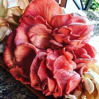 Product - Oakleys Bistro in Greenbriar - Indianapolis, IN American Restaurants