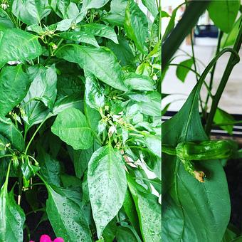 Product - Oakleys Bistro in Greenbriar - Indianapolis, IN American Restaurants