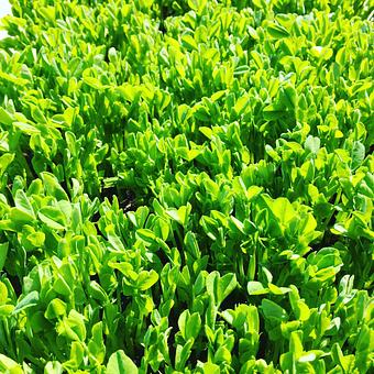 Product - Oakleys Bistro in Greenbriar - Indianapolis, IN American Restaurants