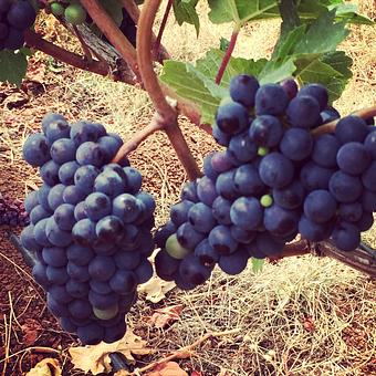 Product - Oakleys Bistro in Greenbriar - Indianapolis, IN American Restaurants