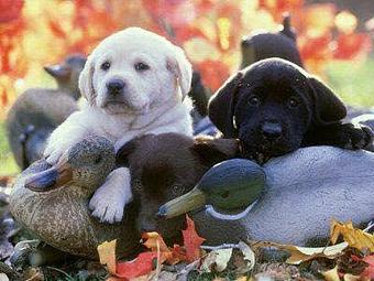 Product - Oakridge Kennels in Monroe, NC Pet Boarding & Grooming