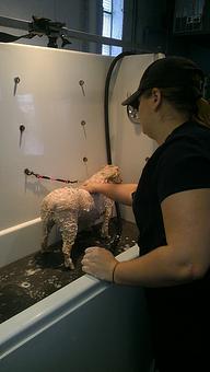 Product - Oberjoch Boarding and Grooming Kennels in Williamsport, PA Pet Boarding & Grooming