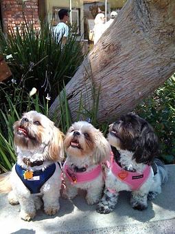 Product - OC Pet Companions in San Juan Capistrano, CA Day Spas