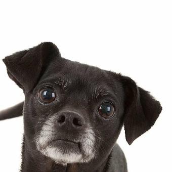 Product - Oh My Dog! Photography in San Diego, CA Pet Boarding & Grooming