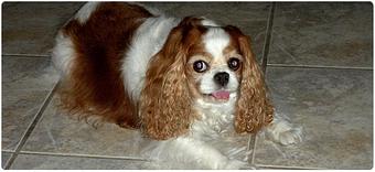 Product - On Call 4 Pets in Parkland, FL Pet Care Services