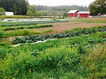 Product - Orchard Kitchen in Bayview,  just outside Langley, on the beautiful Whidbey Island - Langley, WA American Restaurants