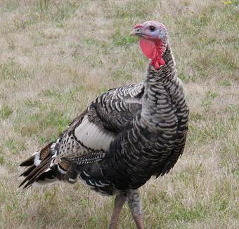 Product - Orchard Kitchen in Bayview,  just outside Langley, on the beautiful Whidbey Island - Langley, WA American Restaurants