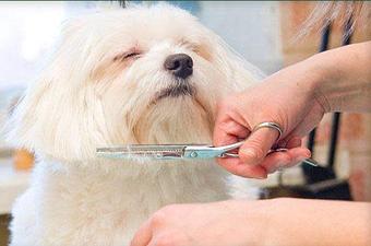 Product - Original Kennels of Kingwood in Kingwood, TX Pet Boarding & Grooming