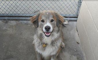 Product - Original Kennels of Kingwood in Kingwood, TX Pet Boarding & Grooming