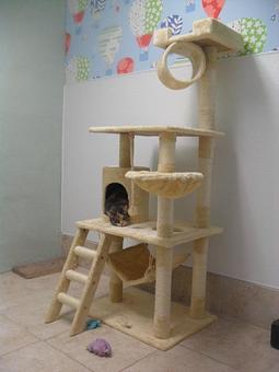 Product - Original Kennels of Kingwood in Kingwood, TX Pet Boarding & Grooming