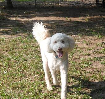 Product - Original Kennels of Kingwood in Kingwood, TX Pet Boarding & Grooming
