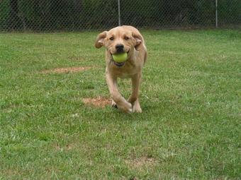 Product - Original Kennels of Kingwood in Kingwood, TX Pet Boarding & Grooming