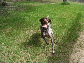 Product - Original Kennels of Kingwood in Kingwood, TX Pet Boarding & Grooming