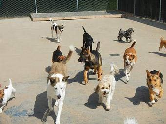 Product - Pack Tracks in Southington, CT Pet Care Services