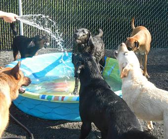 Product - Pack Tracks in Southington, CT Pet Care Services