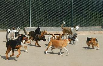 Product - Pack Tracks in Southington, CT Pet Care Services