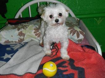 Product - Pack Tracks in Southington, CT Pet Care Services