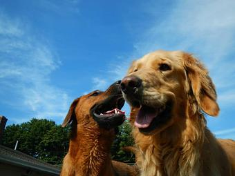 Product - Pack Tracks in Southington, CT Pet Care Services