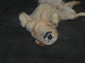 Product - Pack Tracks in Southington, CT Pet Care Services