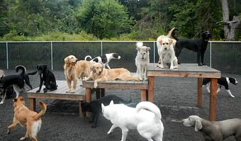 Product - Pack Tracks in Southington, CT Pet Care Services