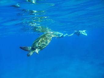 Product - Paddle On! Maui in Kihei, HI Sports & Recreational Services