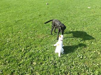 Product: Kody and Fanny spending a day at daycare together. - Particular Pets in Ionia, MI Pet Shop Supplies