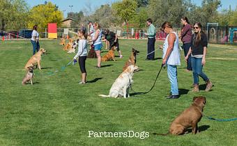 Product - Partners Dog Training School in North Phoenix - CAVE CREEK, AZ Business, Vocational & Technical