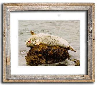 Product: seal in a rustic wood frame - Pat Toth-Smith Photography in Benicia, CA Misc Photographers