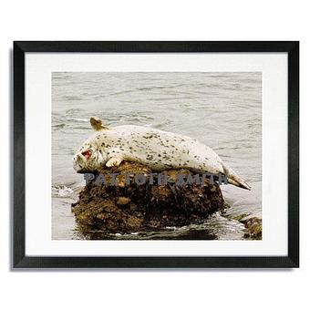 Product: Seal in a black mat frame - Pat Toth-Smith Photography in Benicia, CA Misc Photographers