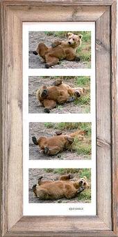 Product: Rustic framed bear back rub - Pat Toth-Smith Photography in Benicia, CA Misc Photographers
