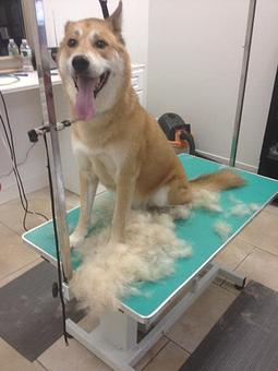 Product - Pawllywood in Union, NJ Pet Care Services