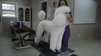 Product - Pawllywood in Union, NJ Pet Care Services