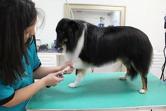 Product - Pawllywood in Union, NJ Pet Care Services