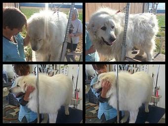 Product - Paws Here Pet Styling in Plains, MT Pet Boarding & Grooming